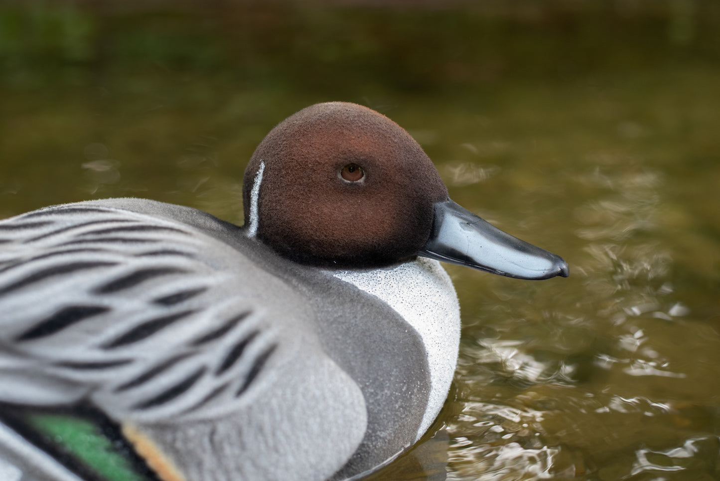 4 pack - Fully Flocked Pintails
