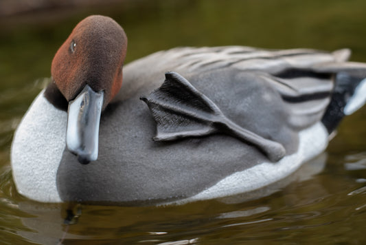 4 pack - Fully Flocked Pintails
