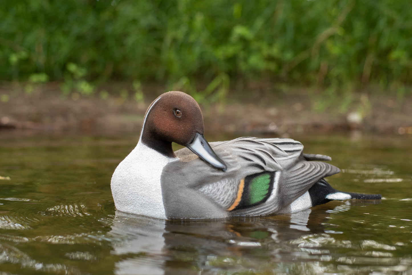 4 pack - Fully Flocked Pintails