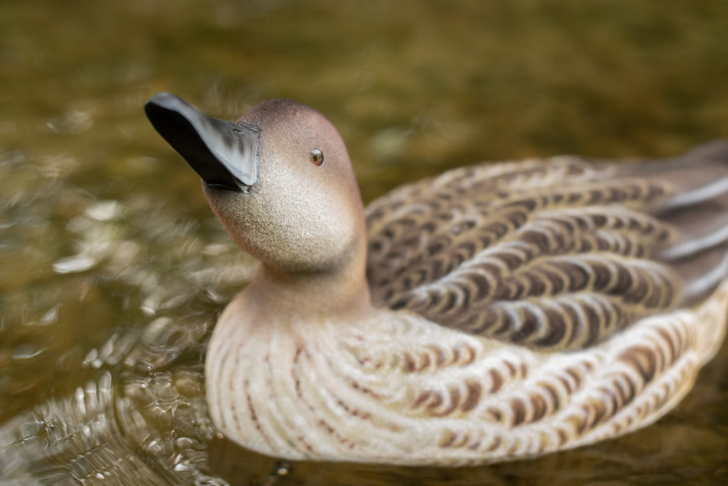 2 Pack - Fully Flocked Pintails