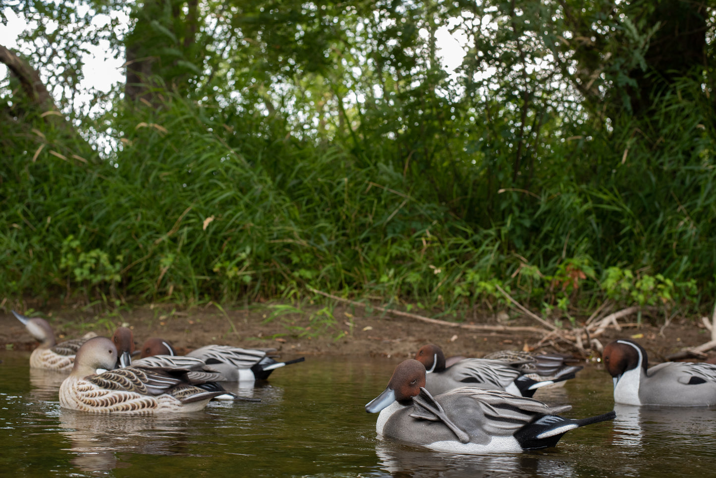 6 pack - Fully Flocked Pintail Decoys