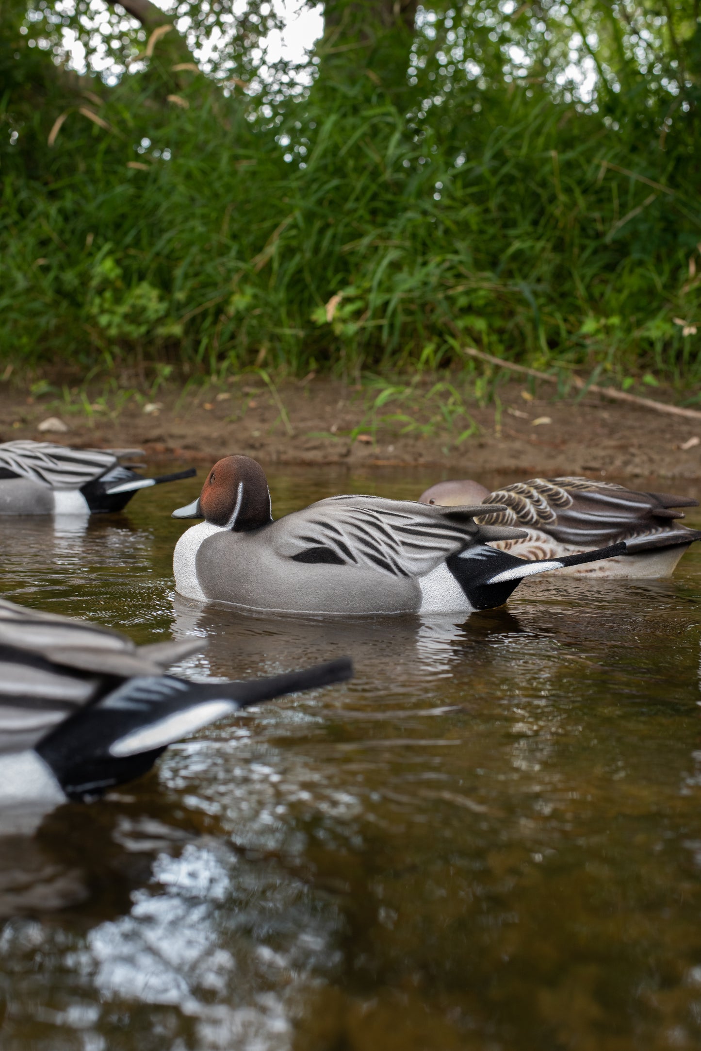 2 Pack - Fully Flocked Pintails