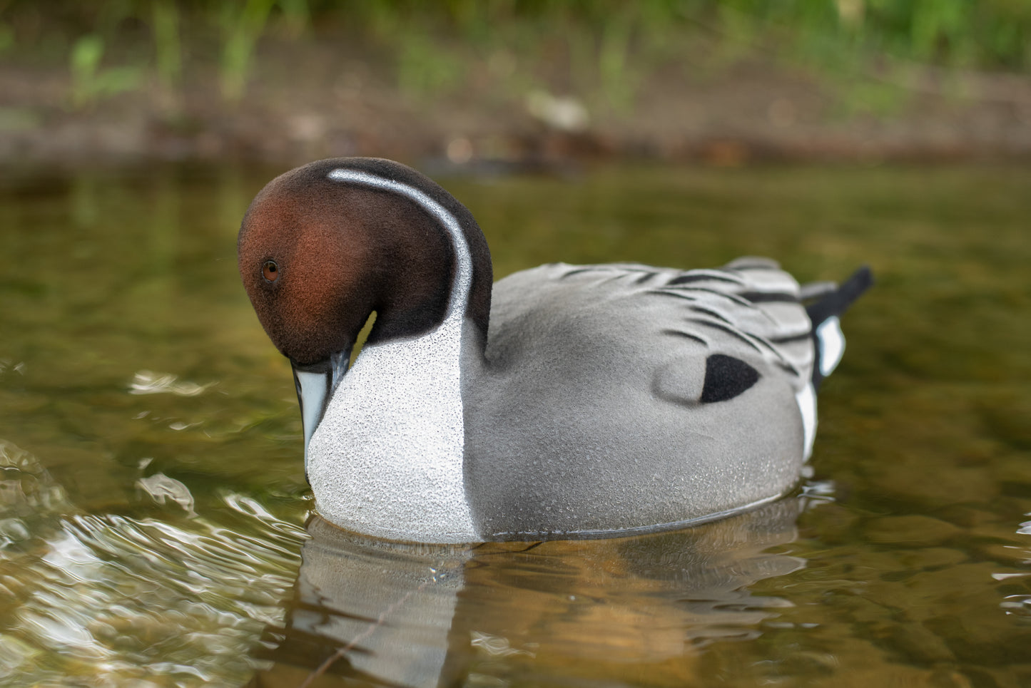 4 pack - Fully Flocked Pintails