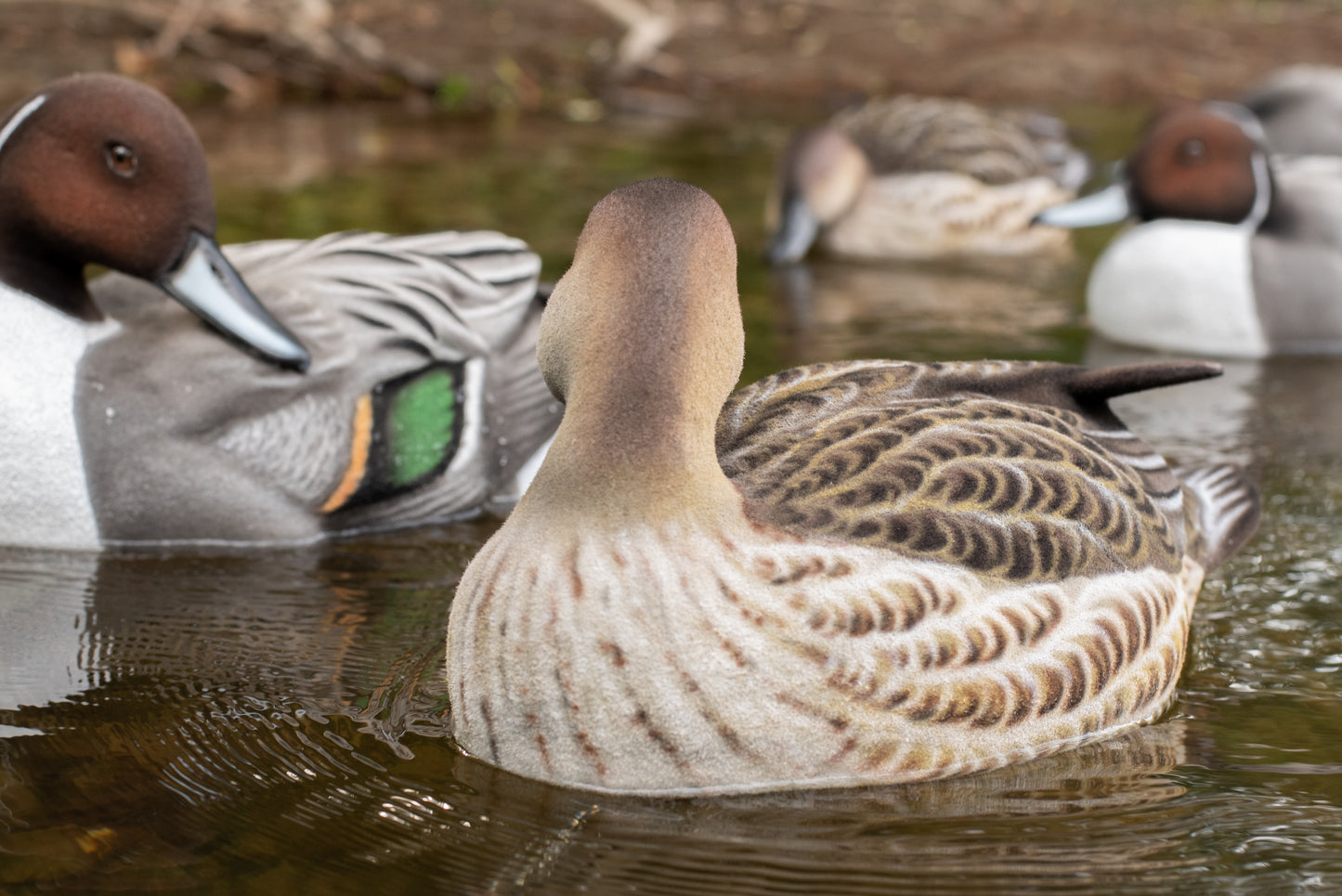 4 pack - Fully Flocked Pintails