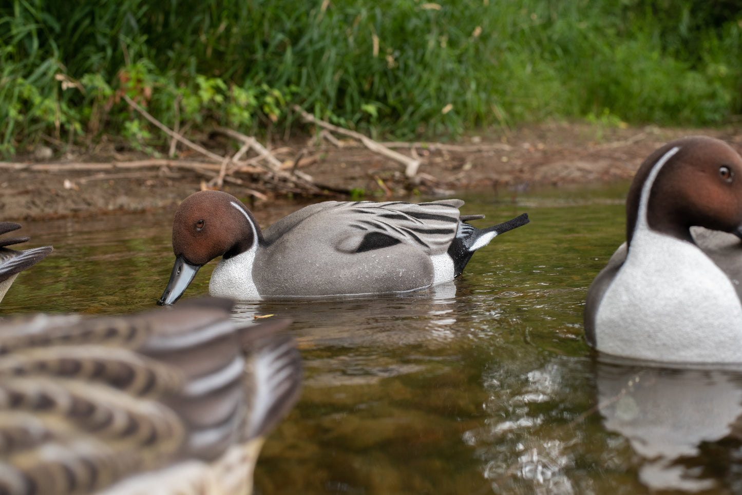 2 Pack - Fully Flocked Pintails