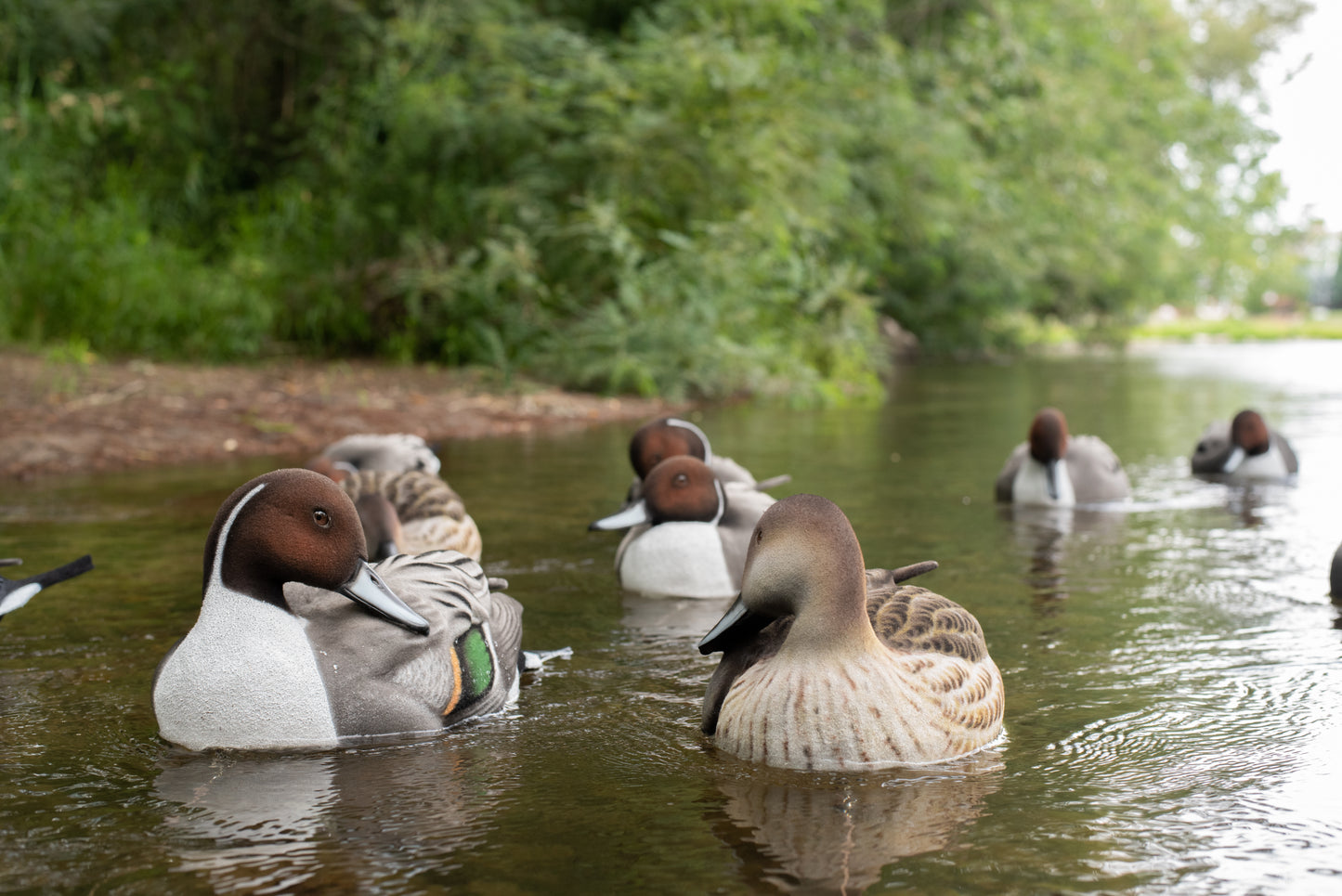 4 pack - Fully Flocked Pintails