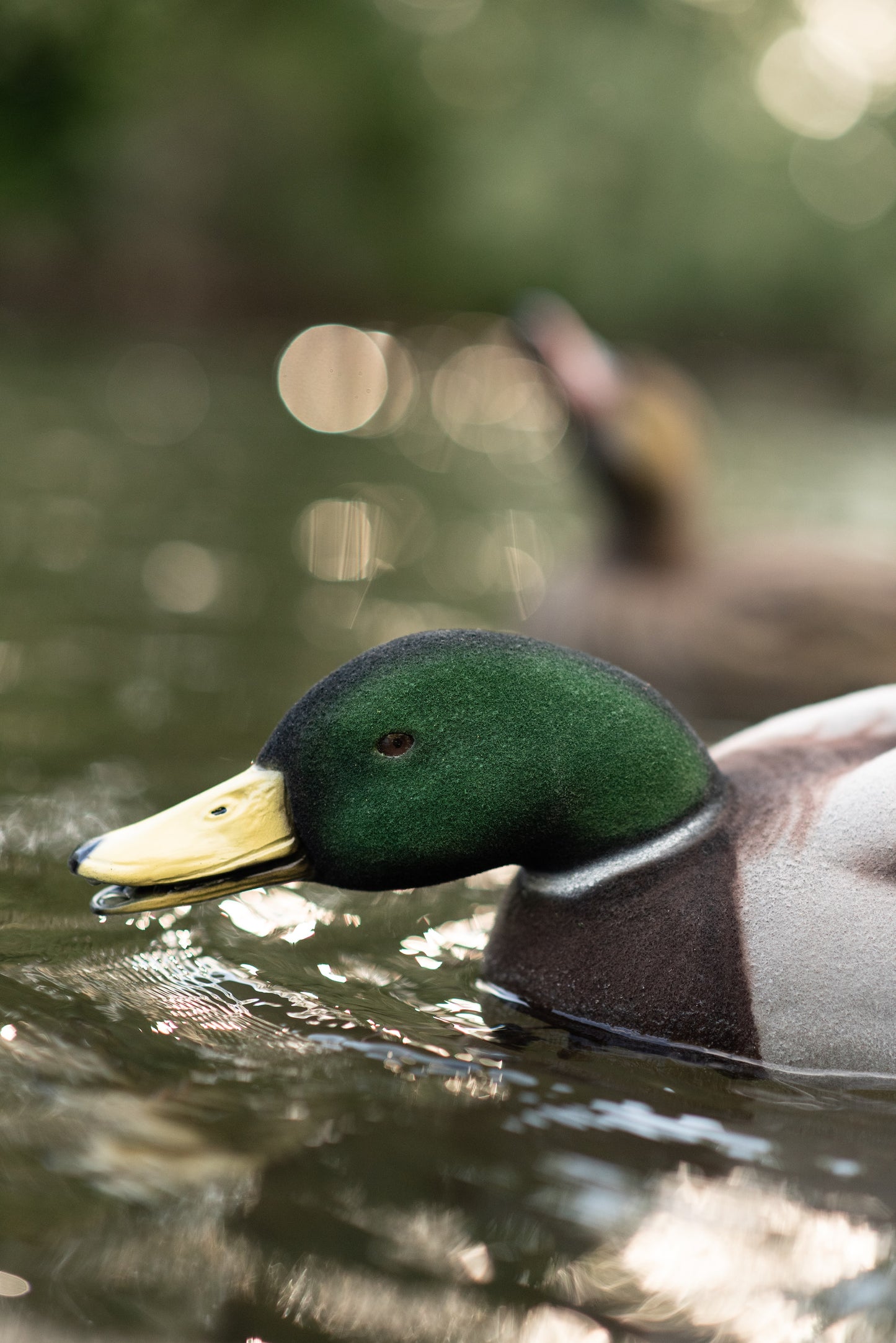 2 pack - Fully Flocked Mallard Decoys