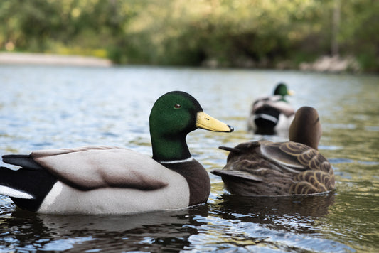 6 pack - Fully Flocked Mallard Decoys
