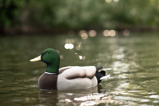 4 pack - Fully Flocked Mallard Decoys