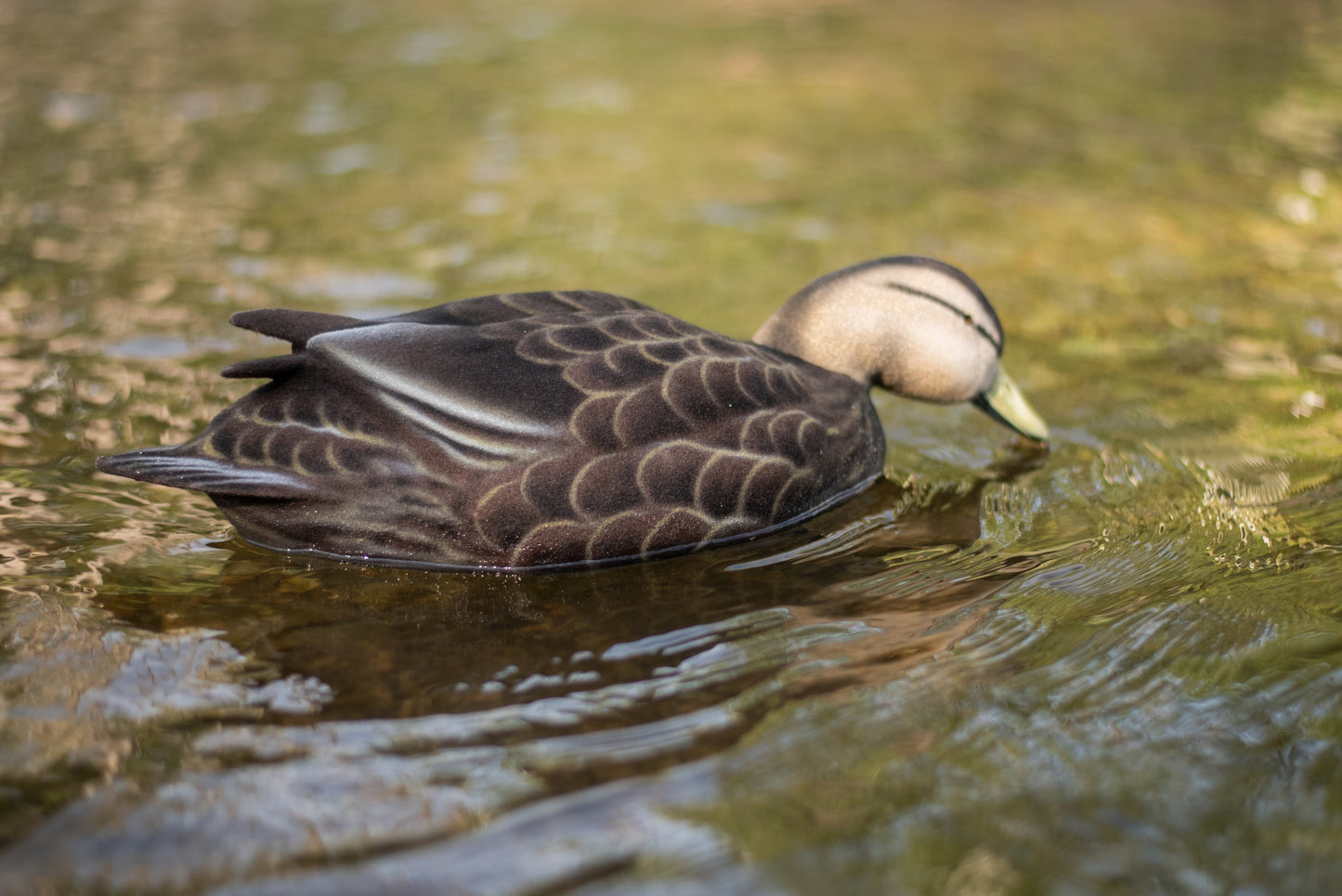 2 pack - Fully Flocked Black Ducks