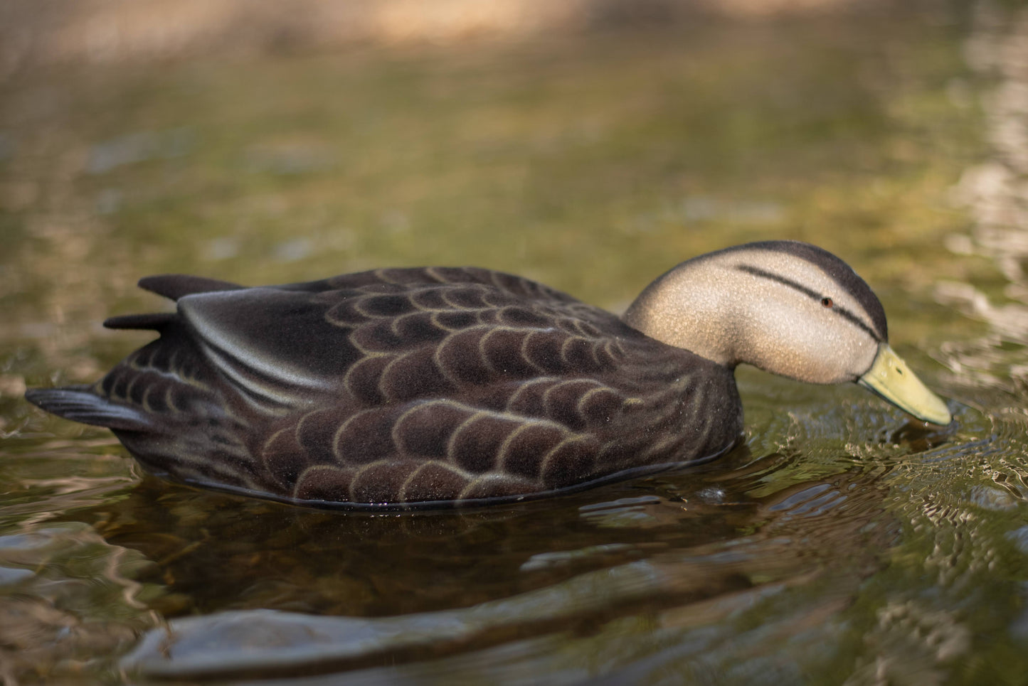 2 pack - Fully Flocked Black Ducks