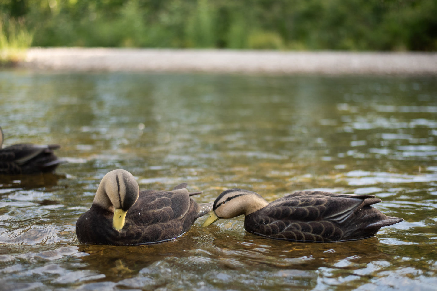 2 pack - Fully Flocked Black Ducks