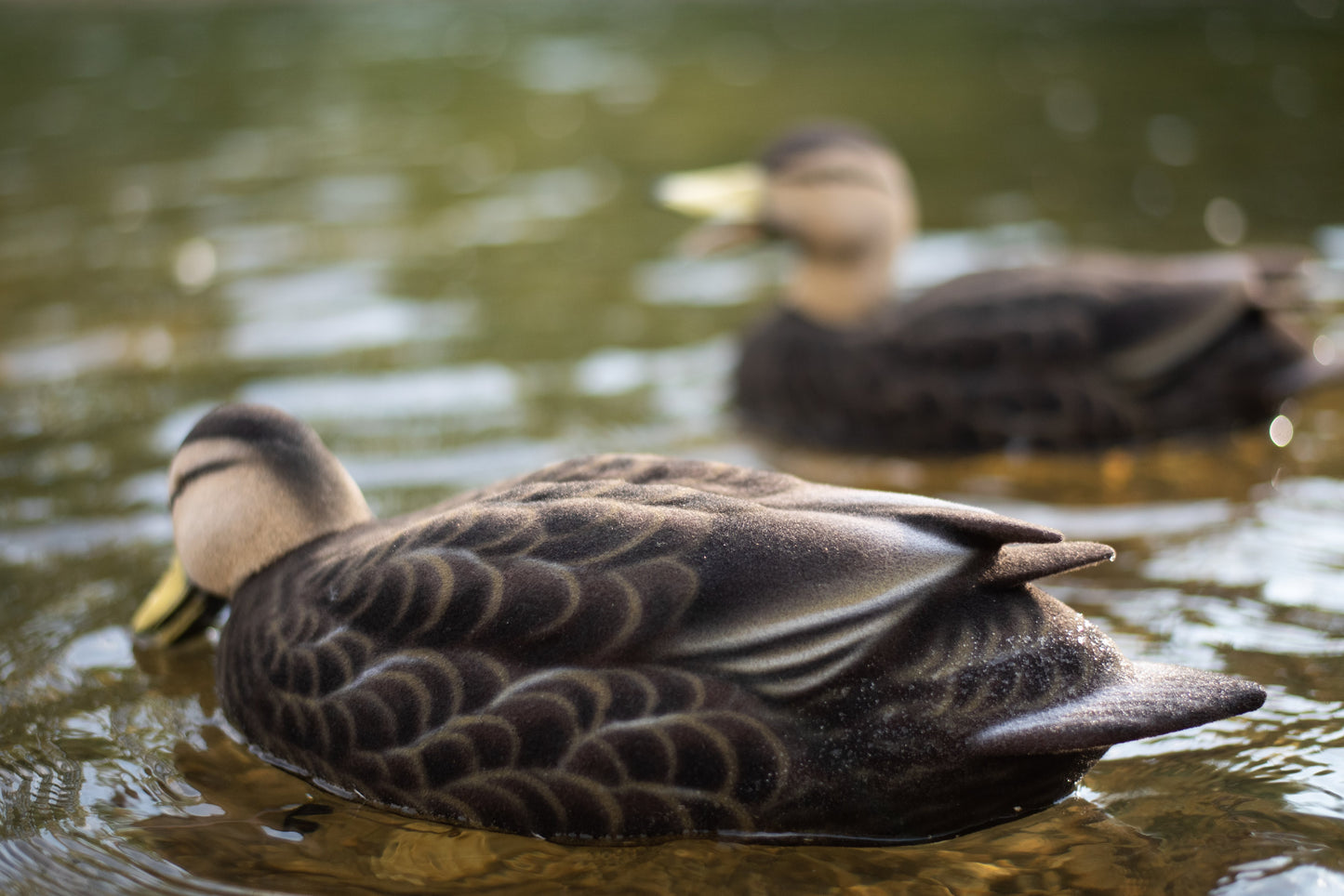 Fully Flocked Black Duck Decoys