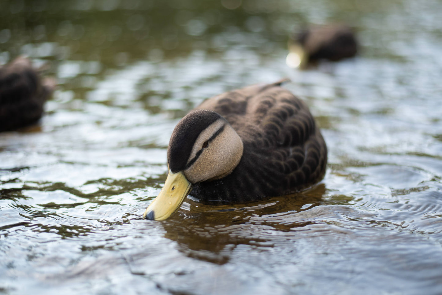 Fully Flocked Black Duck Decoys