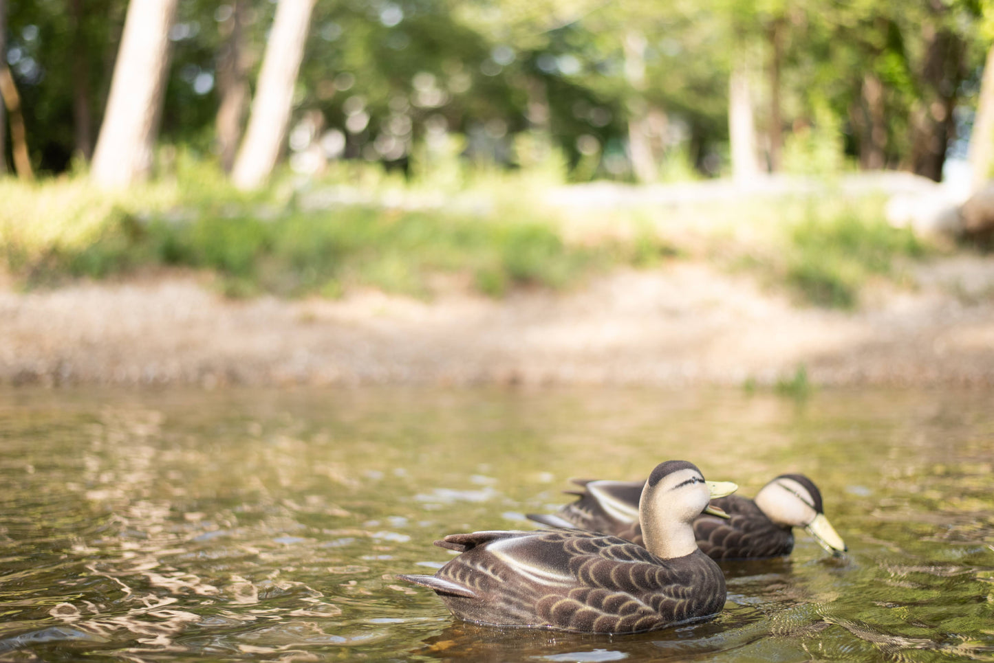 6 pack - Fully Flocked Black Duck Decoys