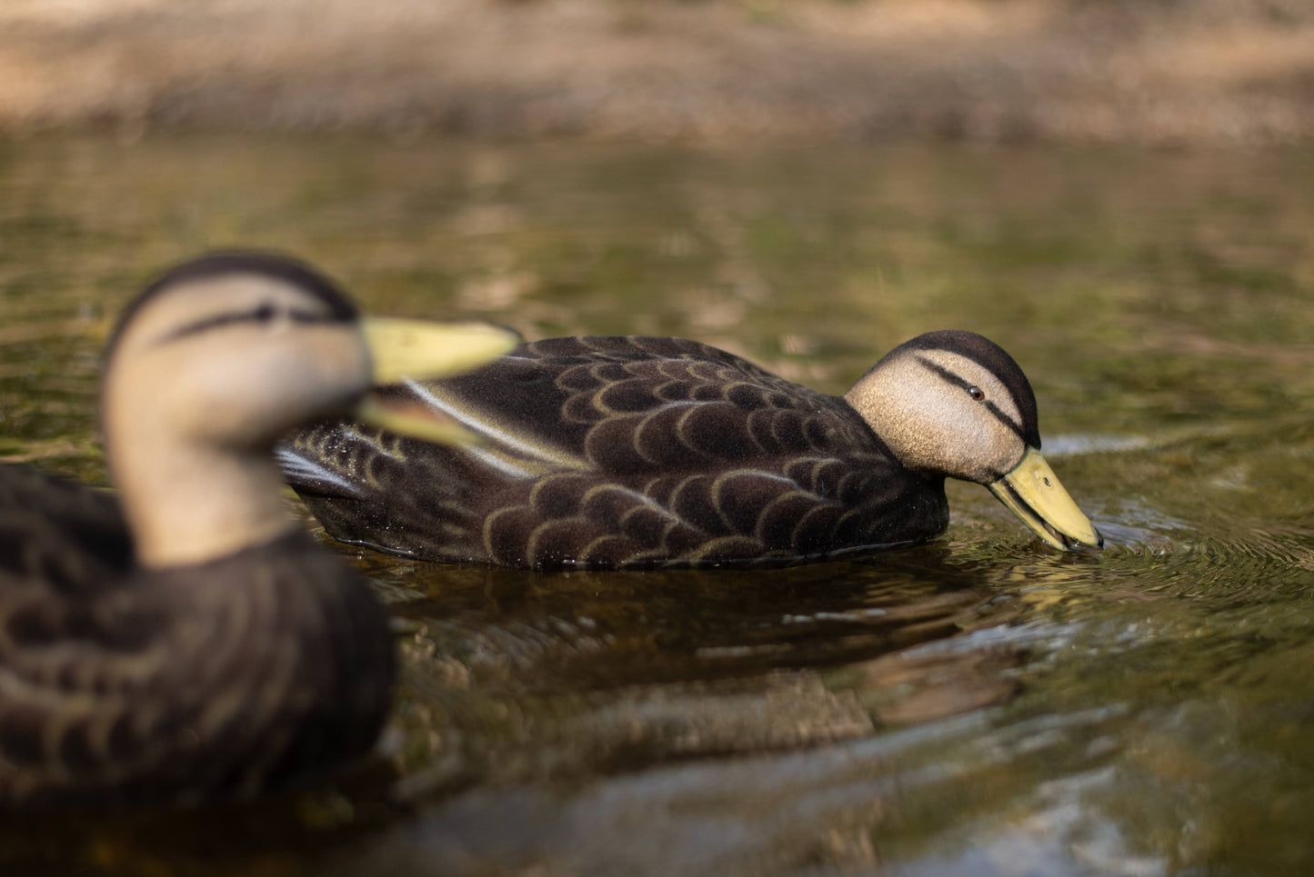 Fully Flocked Black Duck Decoys