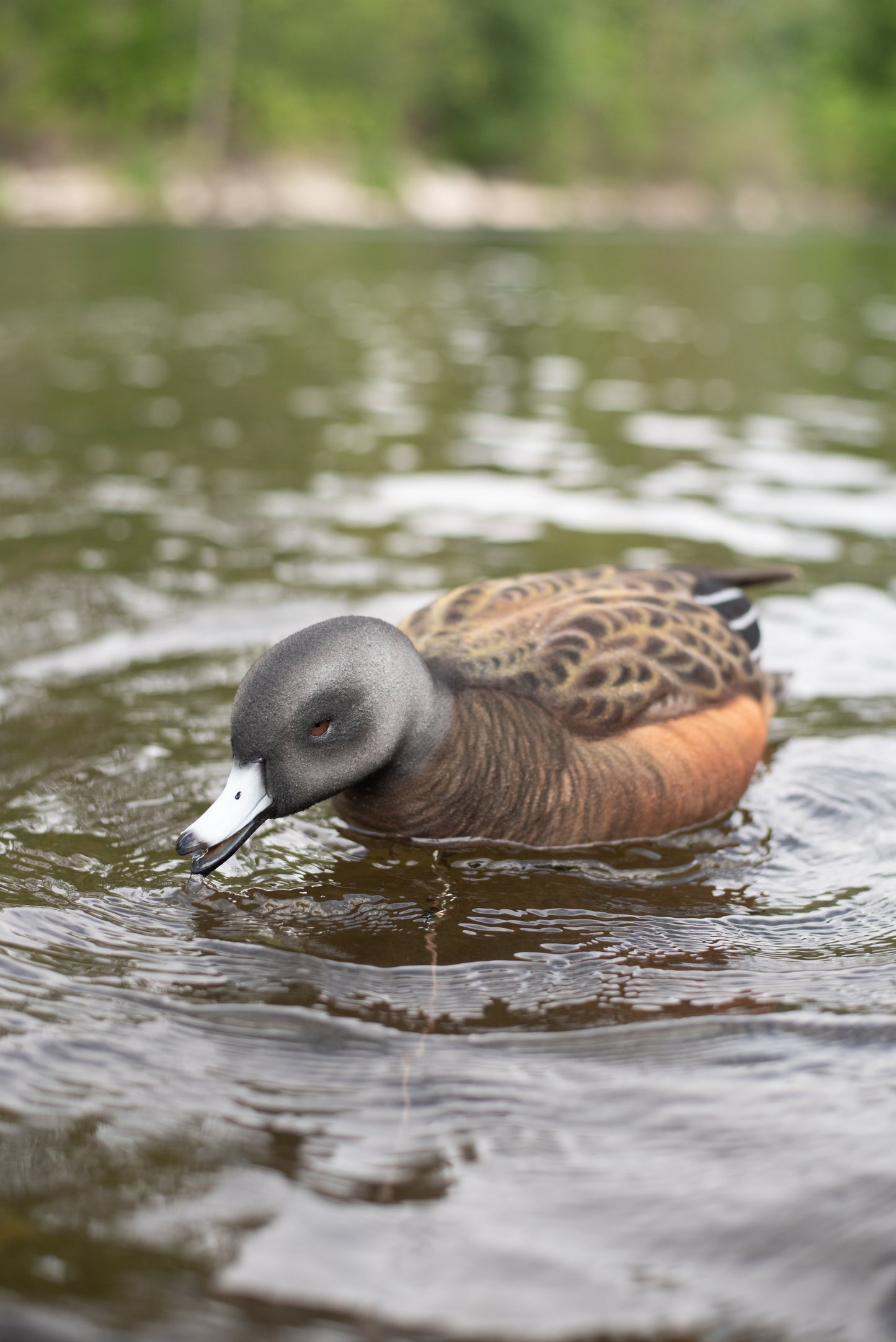 4 pack - Fully Flocked Wigeon Decoys