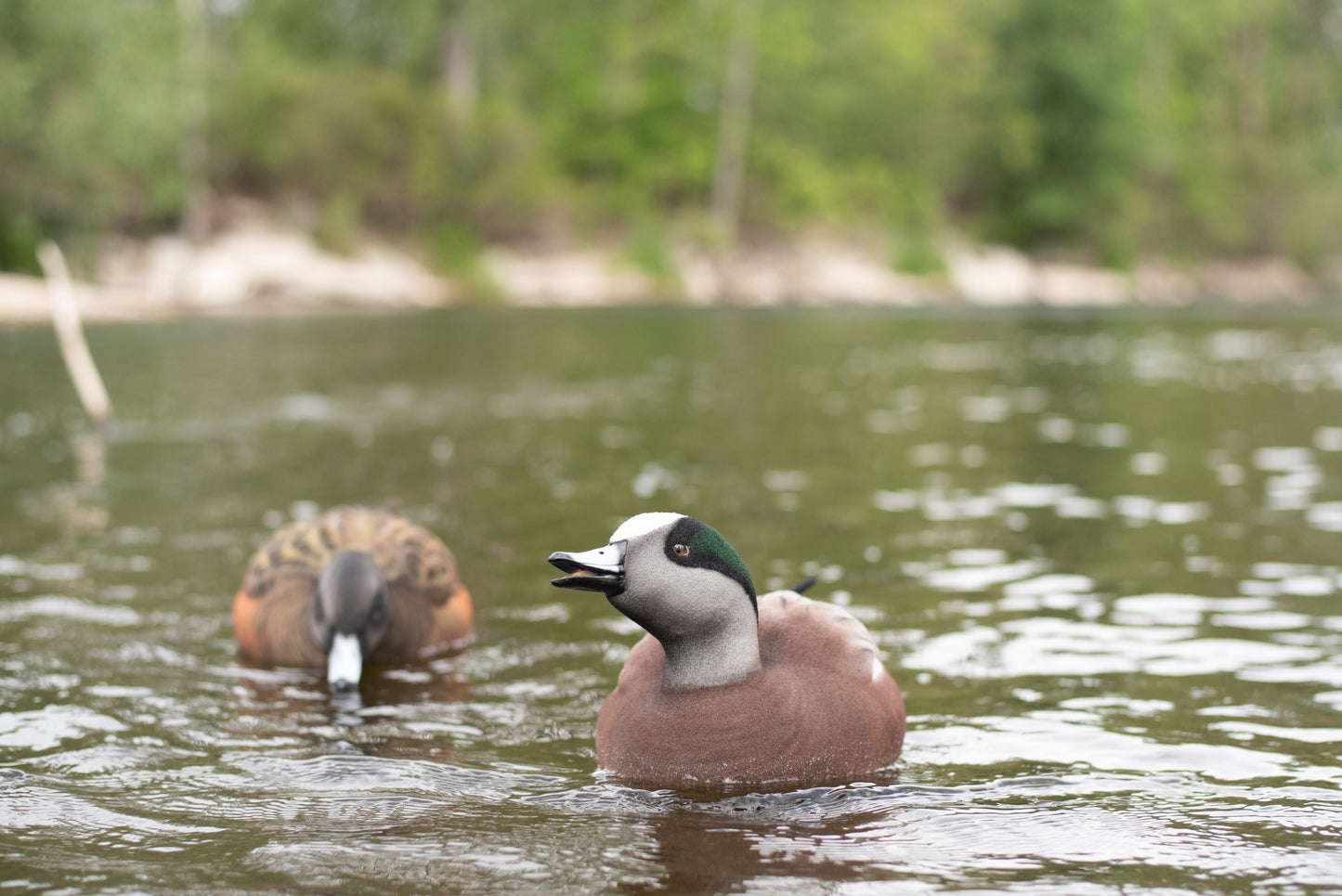 4 pack - Fully Flocked Wigeon Decoys