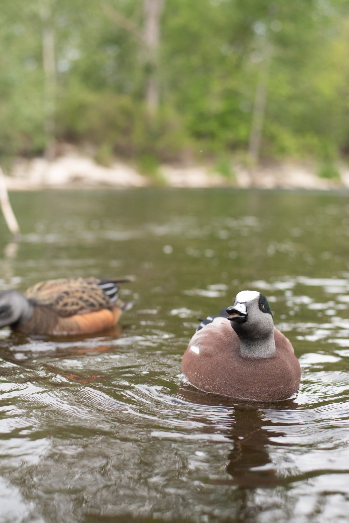 4 pack - Fully Flocked Wigeon Decoys