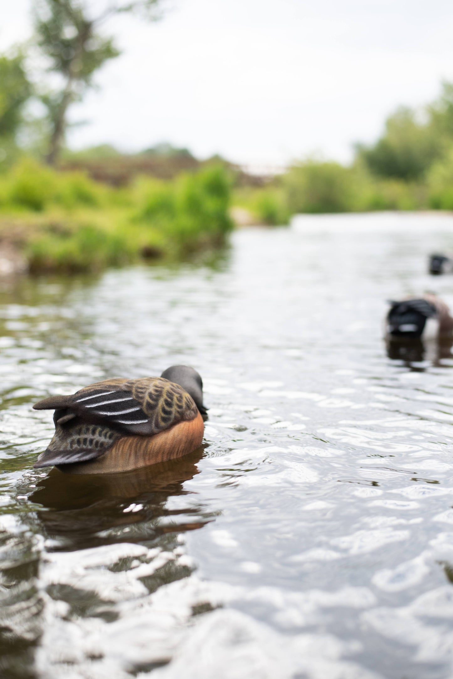 4 pack - Fully Flocked Wigeon Decoys