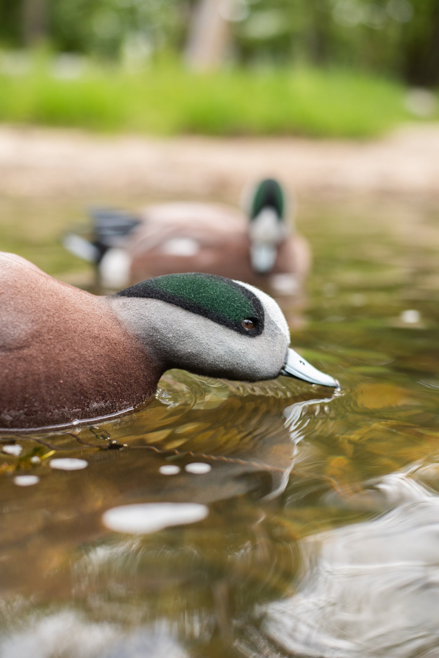 4 pack - Fully Flocked Wigeon Decoys