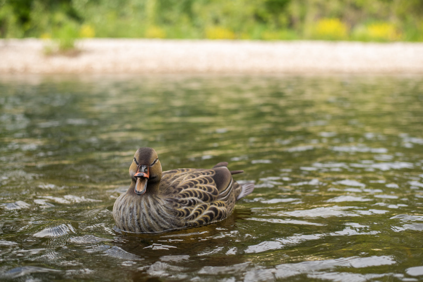 6 pack - Fully Flocked Mallard Decoys