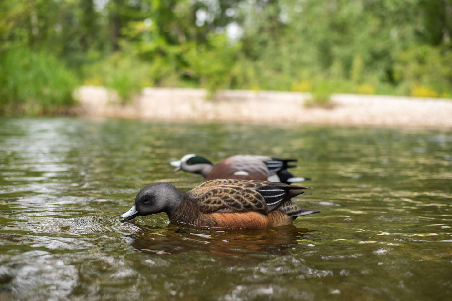 4 pack - Fully Flocked Wigeon Decoys