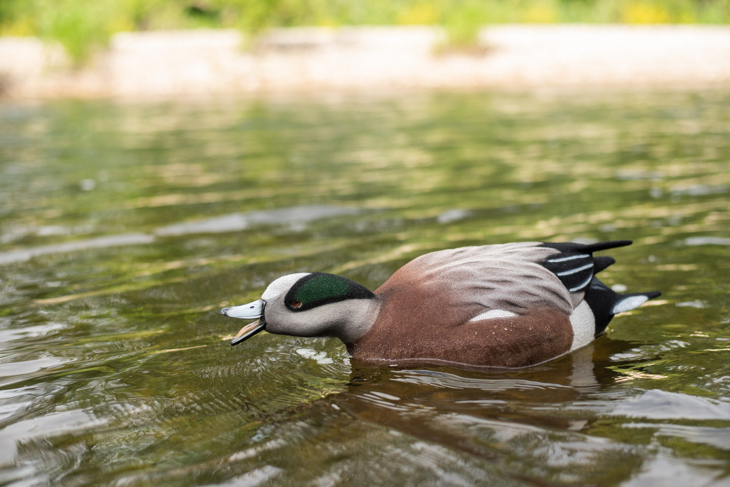 4 pack - Fully Flocked Wigeon Decoys
