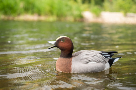 6 pack - Fully Flocked Eurasian Wigeon Decoys