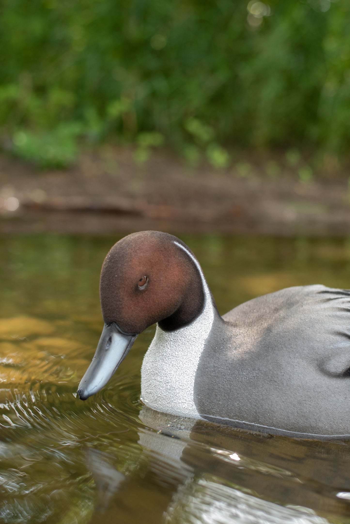 6 pack - Fully Flocked Pintail Decoys