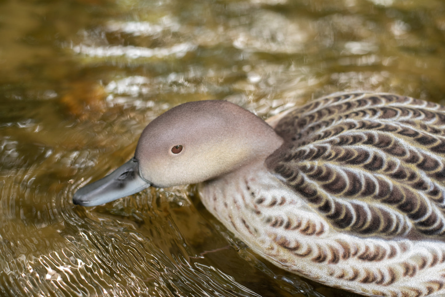 6 pack - Fully Flocked Pintail Decoys