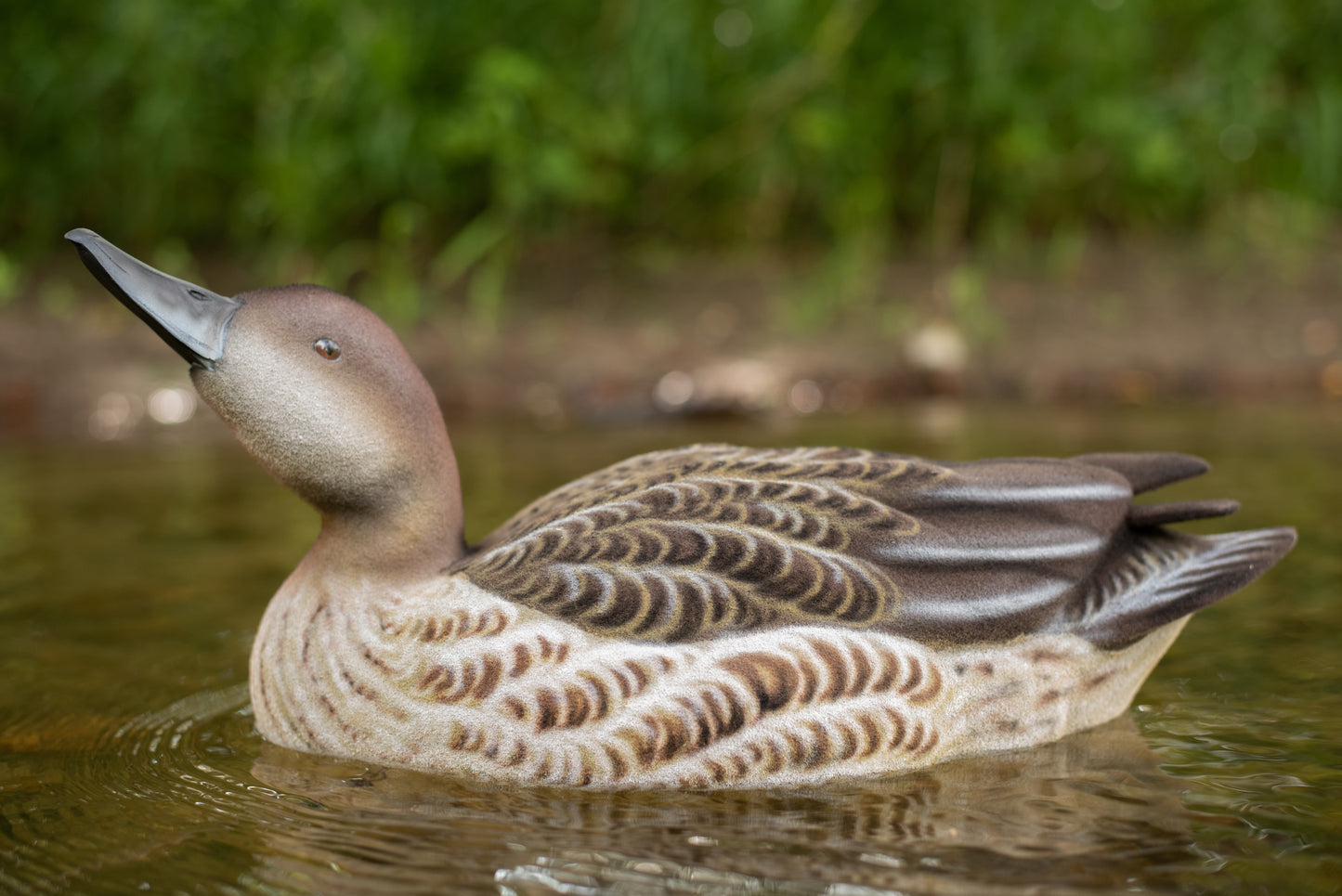 6 pack - Fully Flocked Pintail Decoys