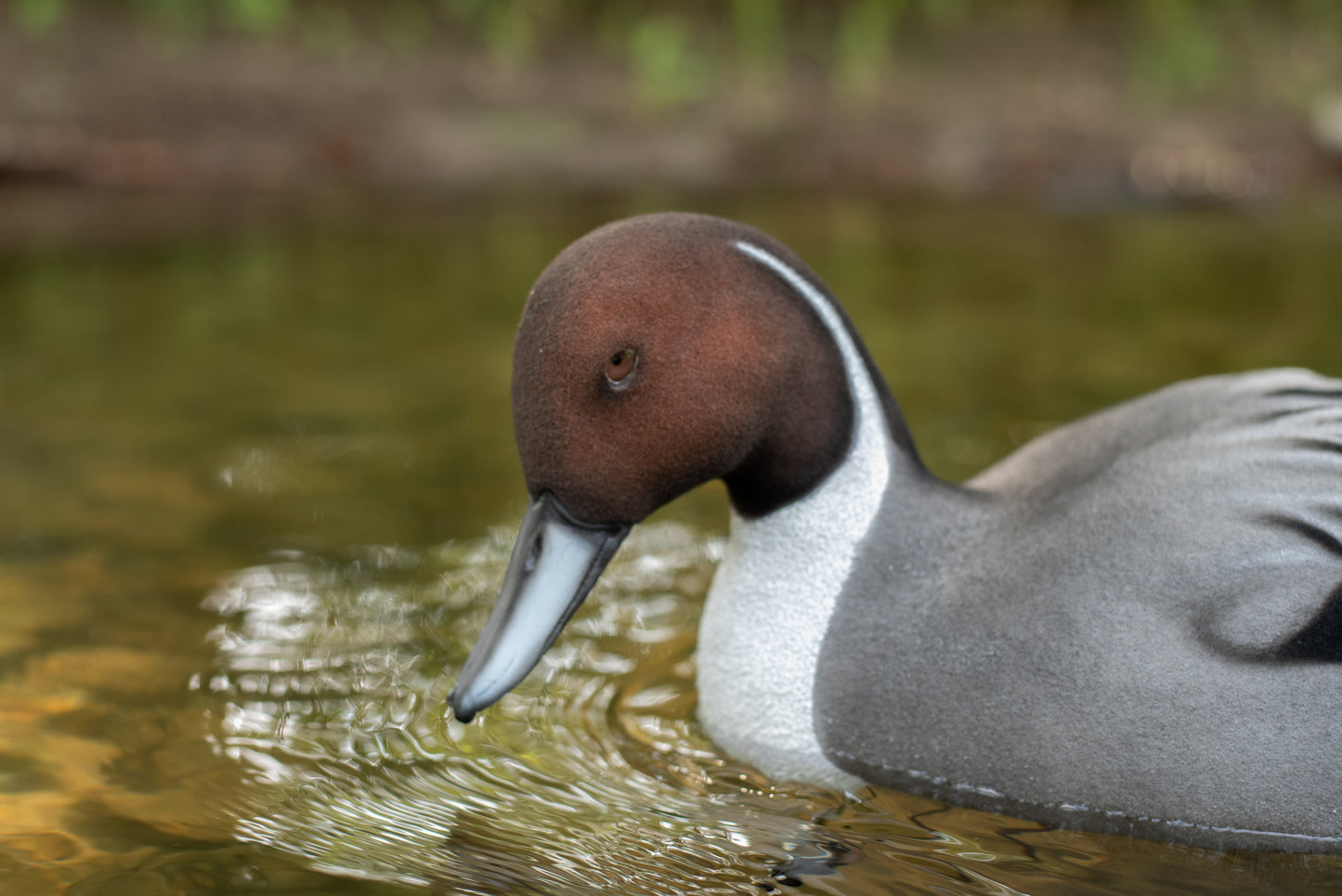 6 pack - Fully Flocked Pintail Decoys