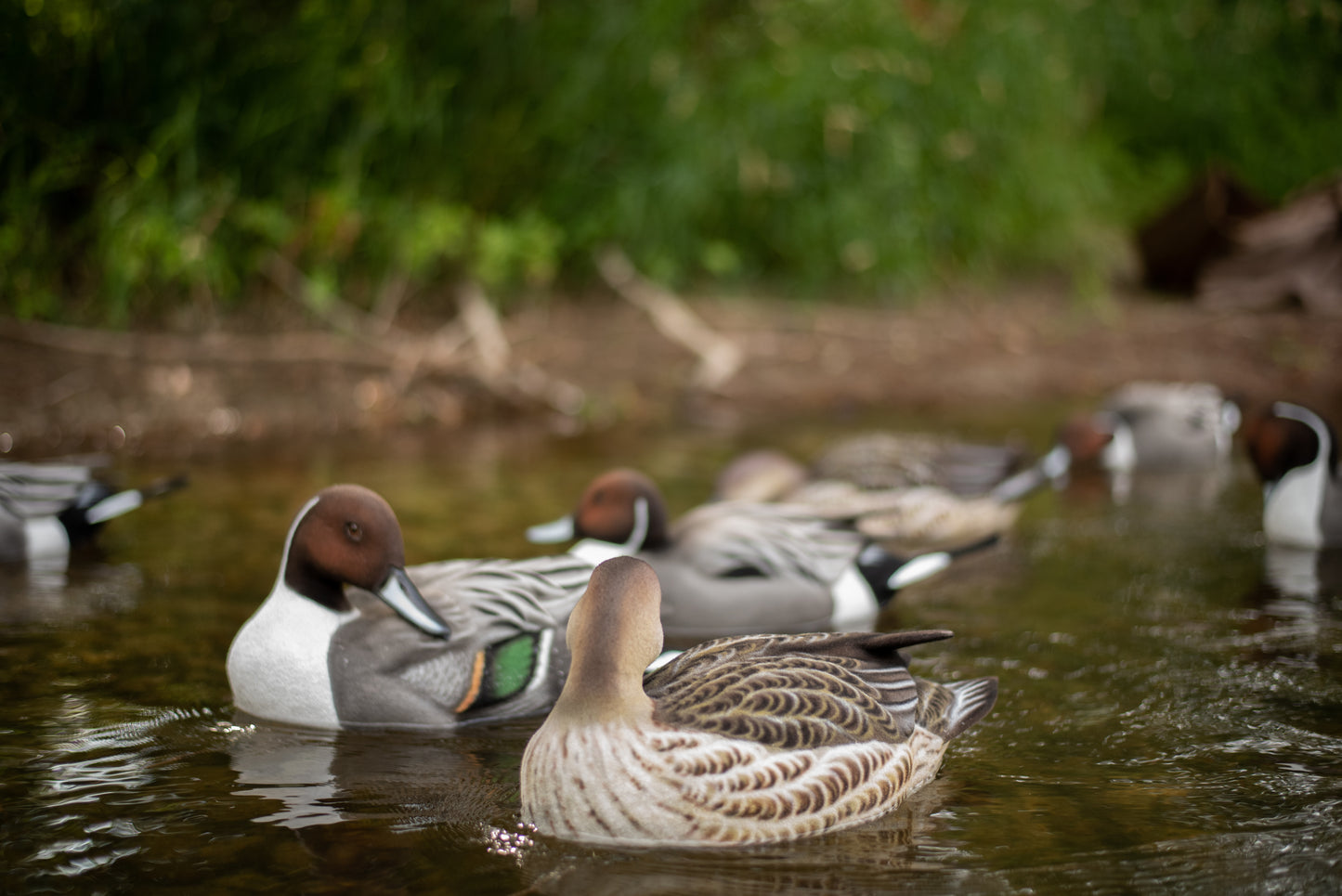 6 pack - Fully Flocked Pintail Decoys