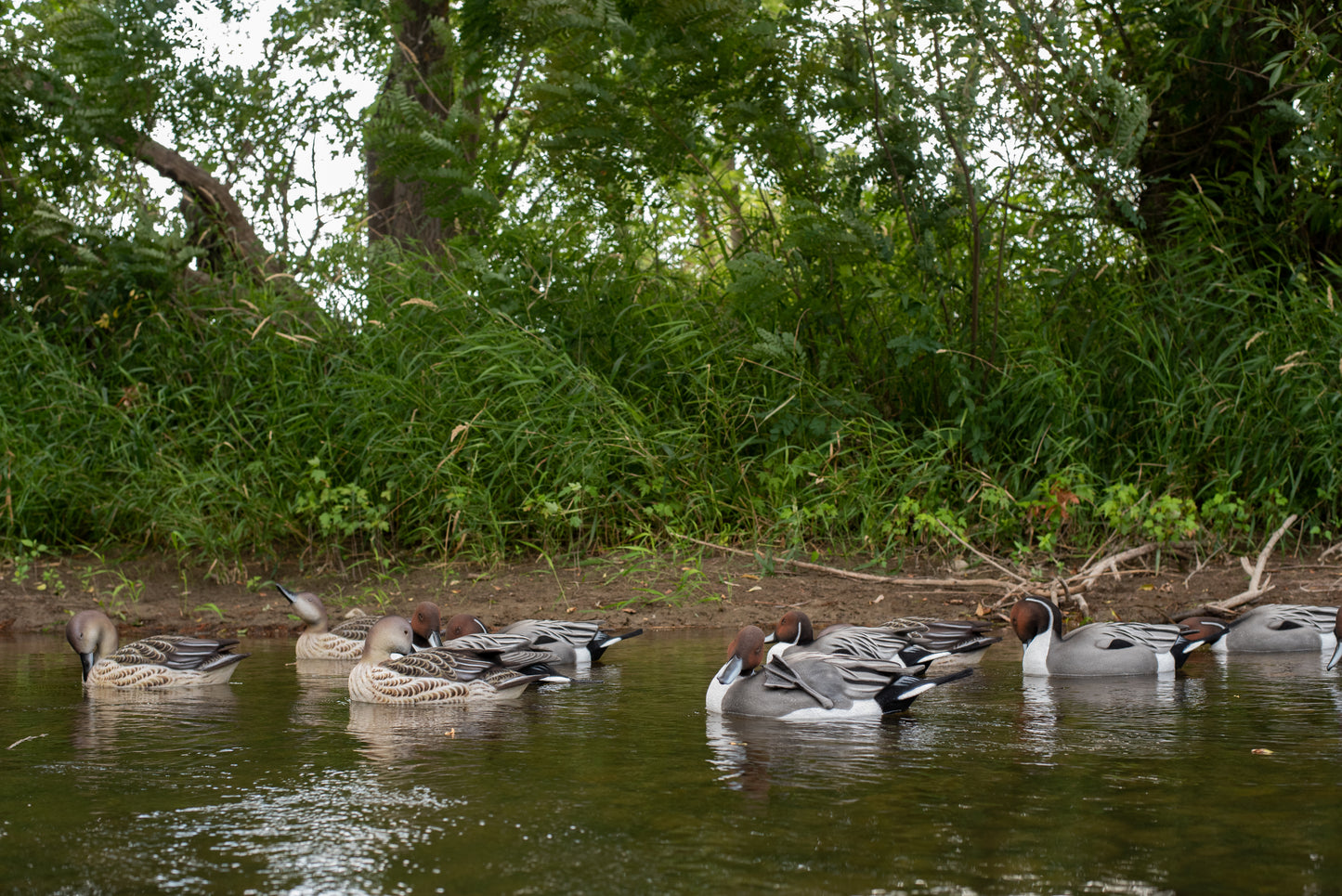 6 pack - Fully Flocked Pintail Decoys