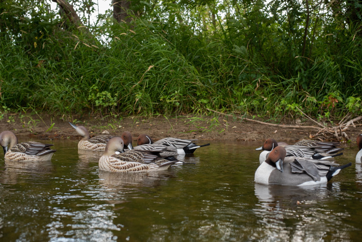6 pack - Fully Flocked Pintail Decoys