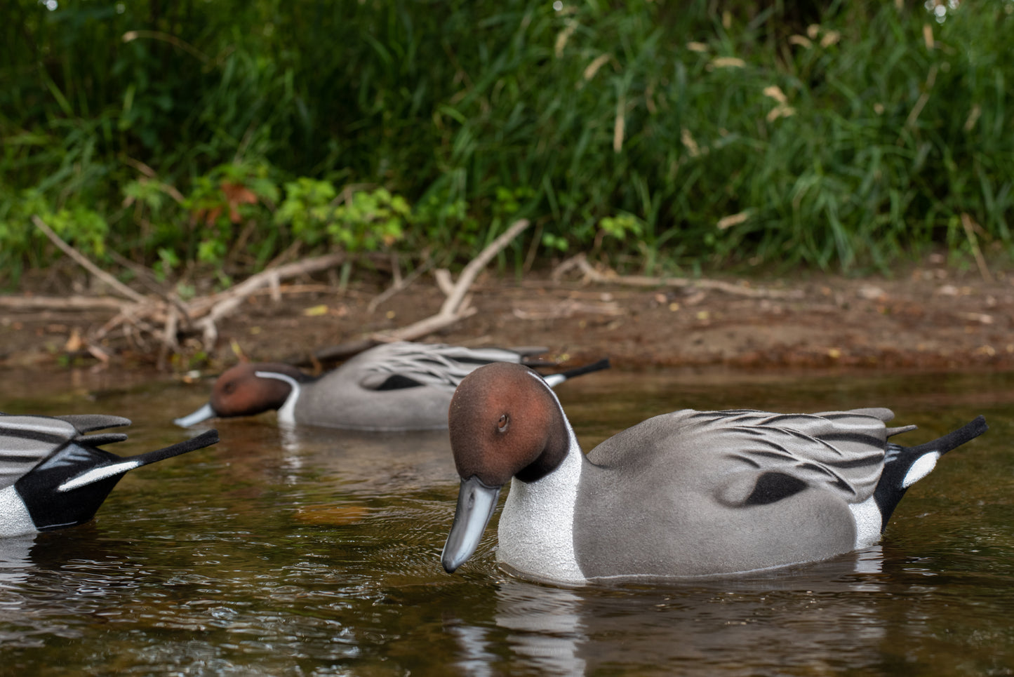2 Pack - Fully Flocked Pintails