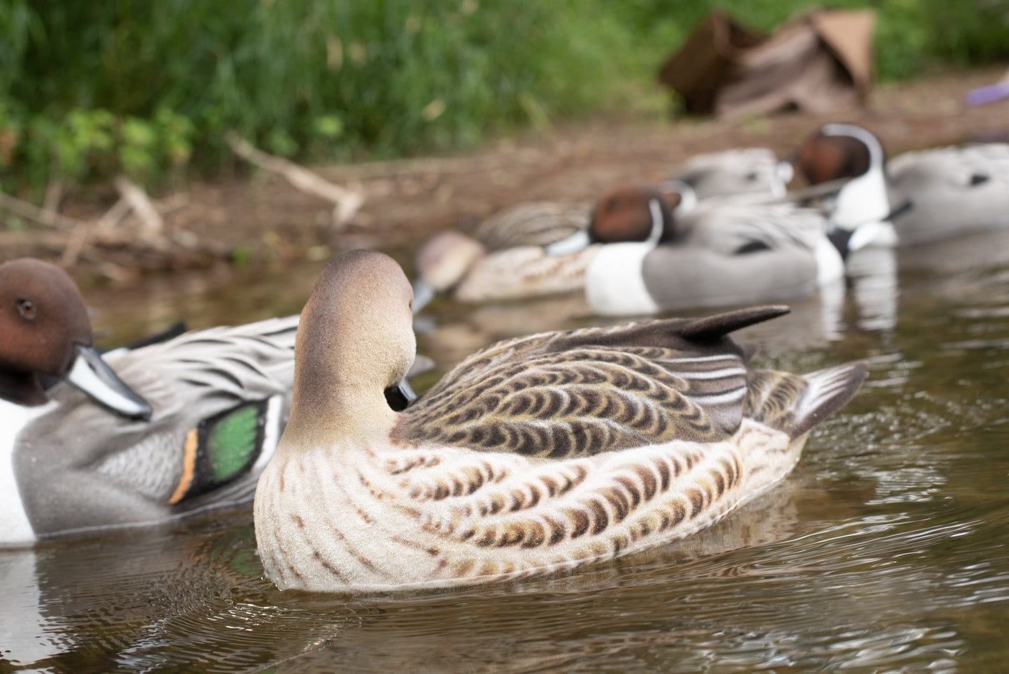 6 pack - Fully Flocked Pintail Decoys