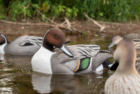 6 pack - Fully Flocked Pintail Decoys