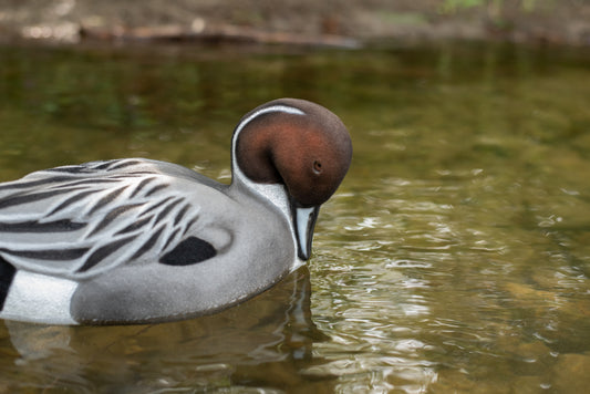 4 pack - Fully Flocked Pintails