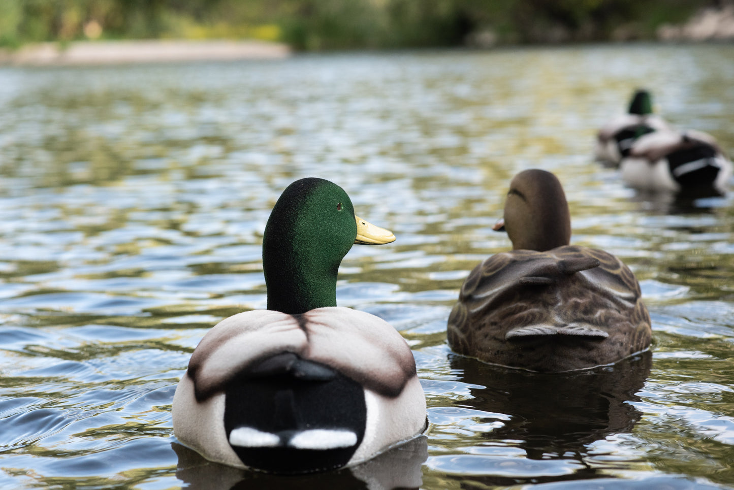 6 pack - Fully Flocked Mallard Decoys