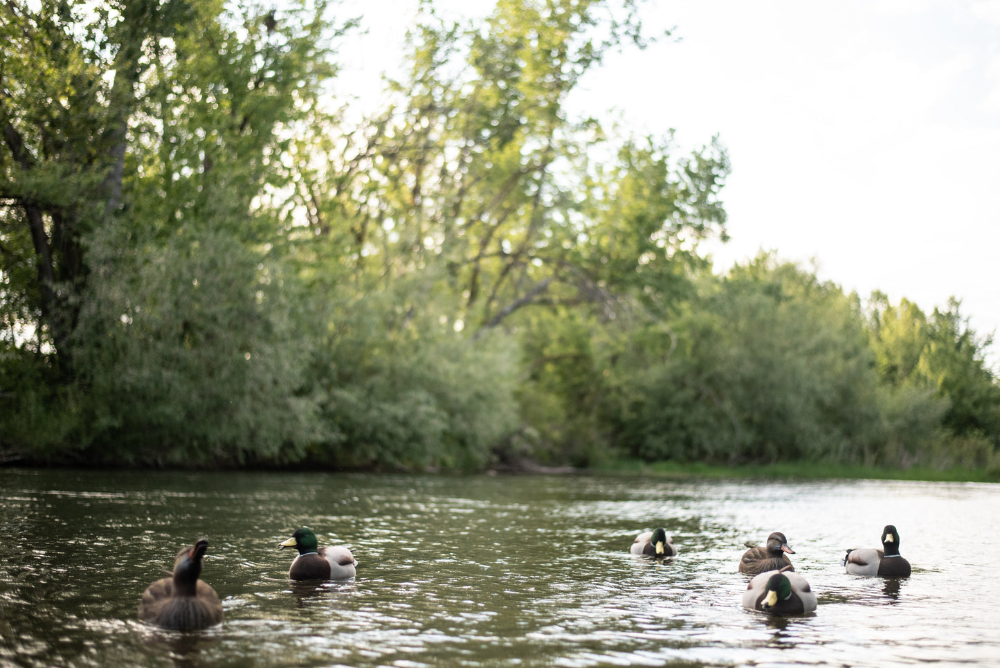 6 pack - Fully Flocked Mallard Decoys
