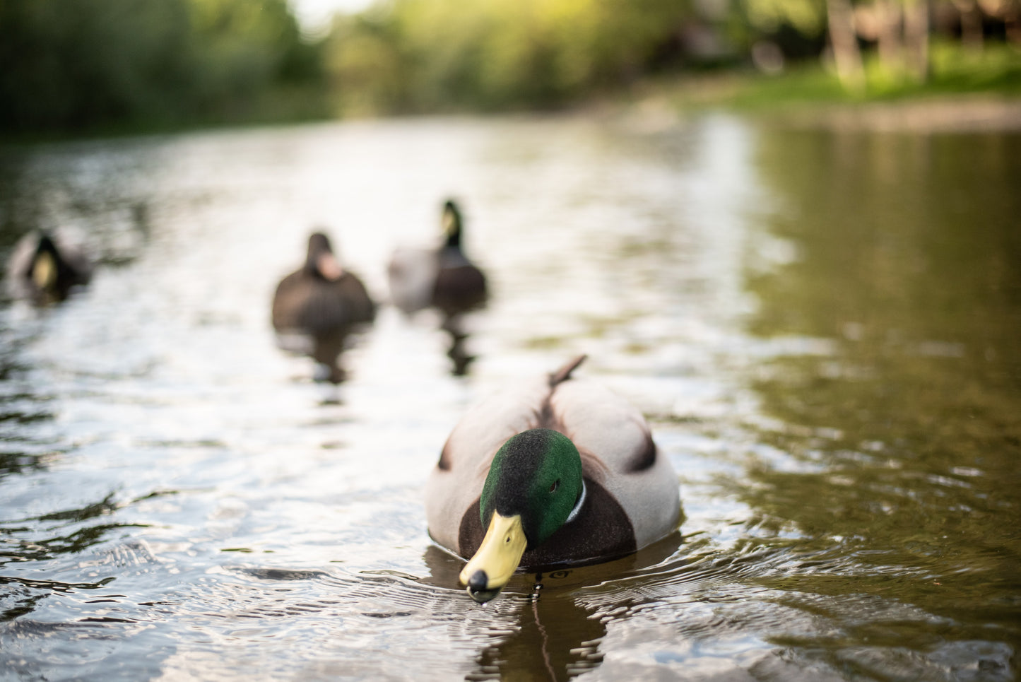 6 pack - Fully Flocked Mallard Decoys