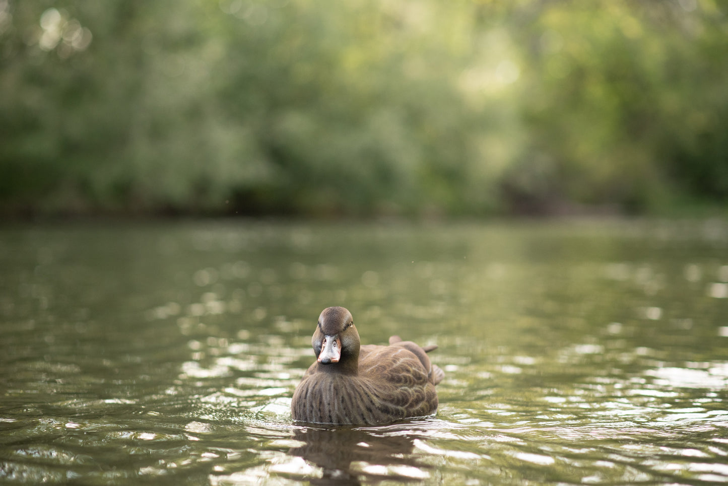 6 pack - Fully Flocked Mallard Decoys