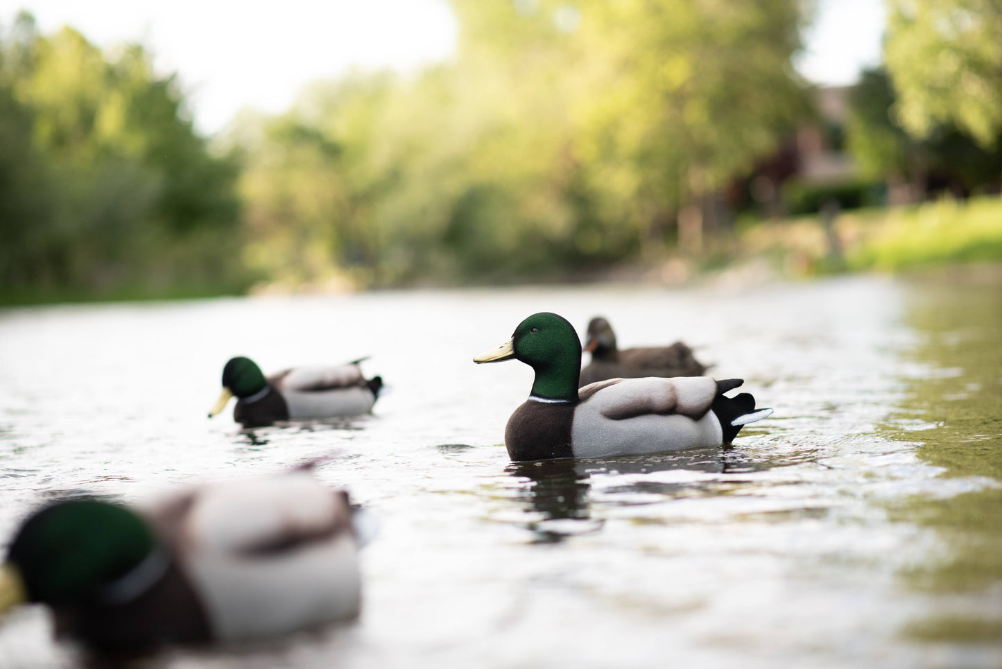 6 pack - Fully Flocked Mallard Decoys