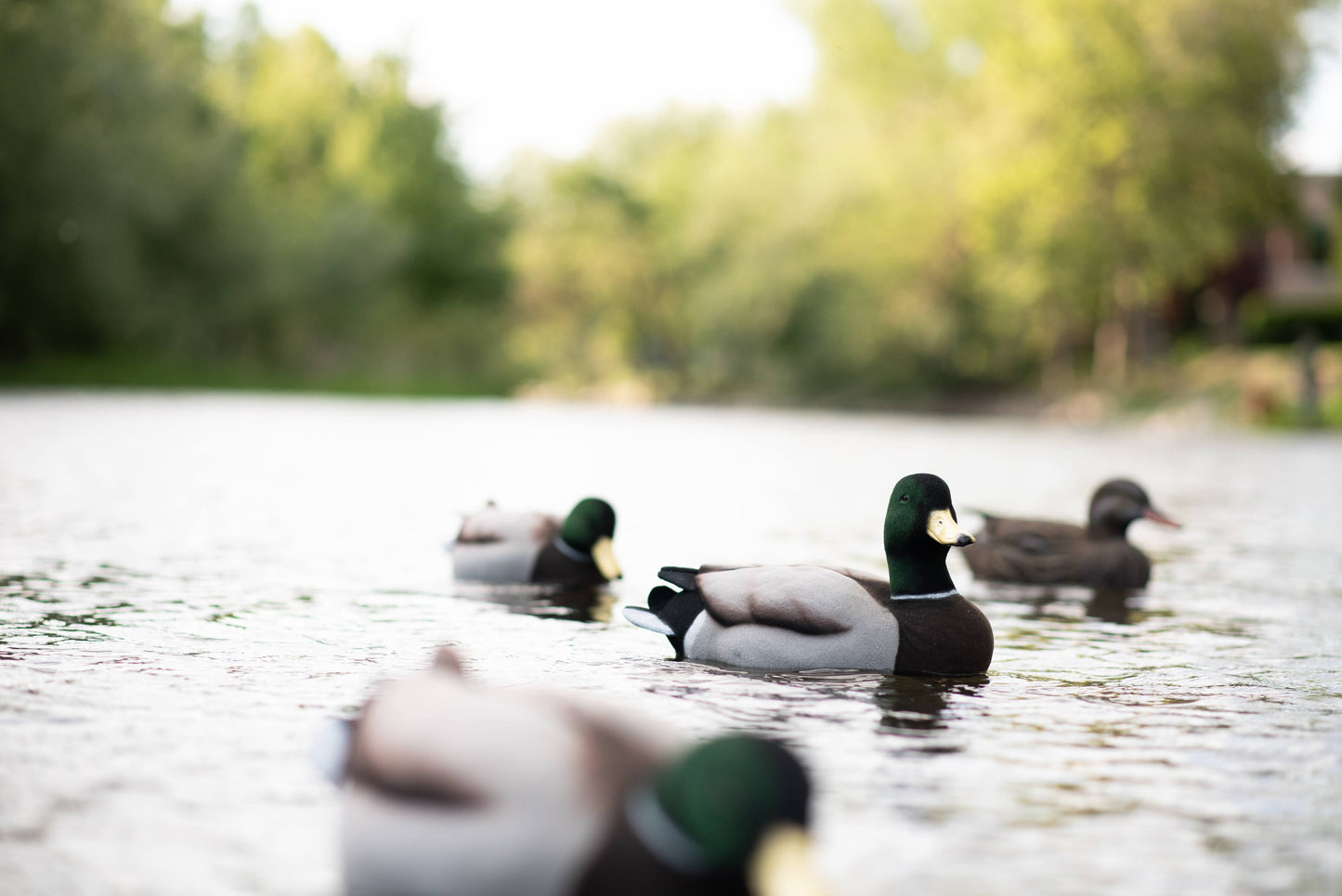 6 pack - Fully Flocked Mallard Decoys