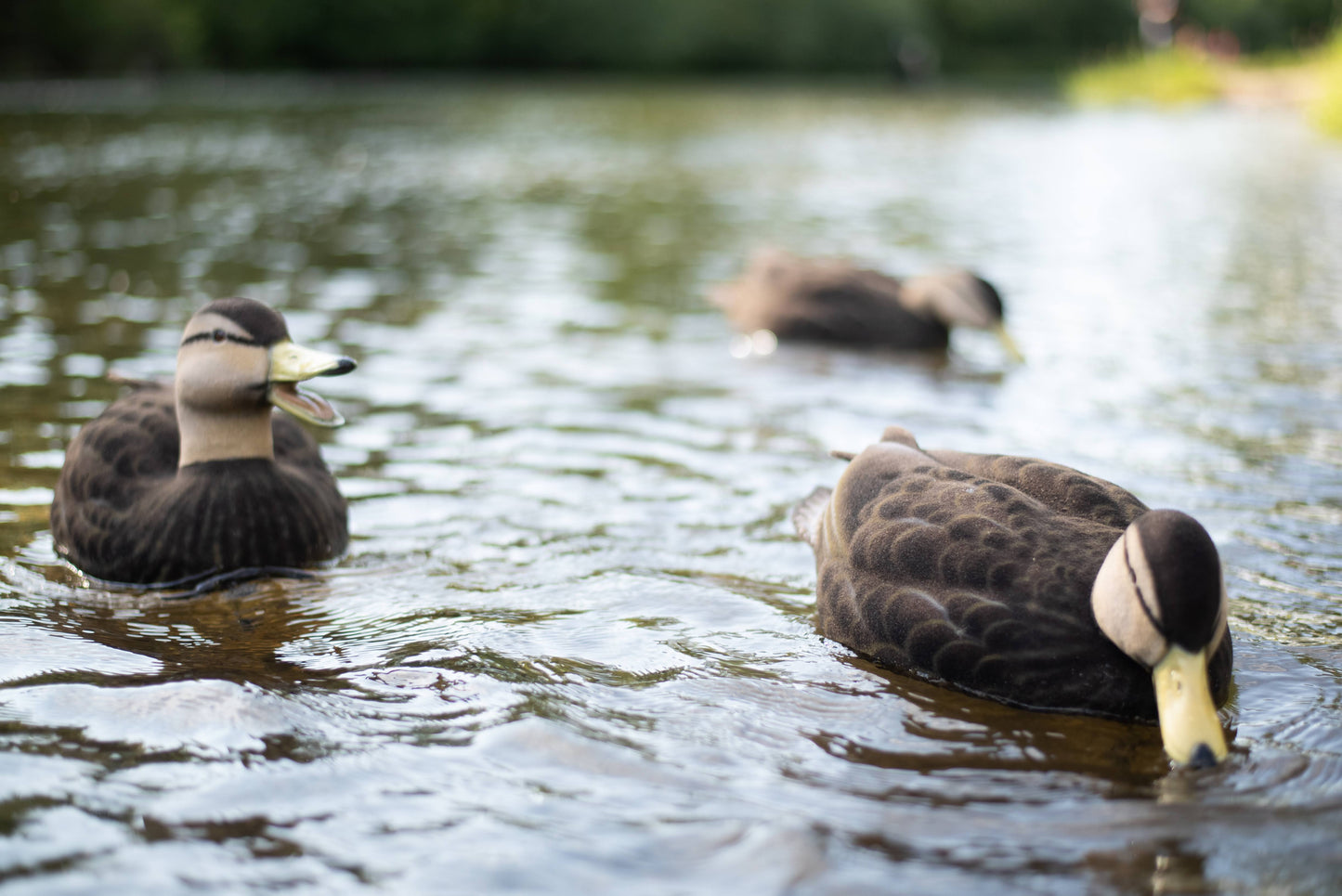Fully Flocked Black Duck Decoys