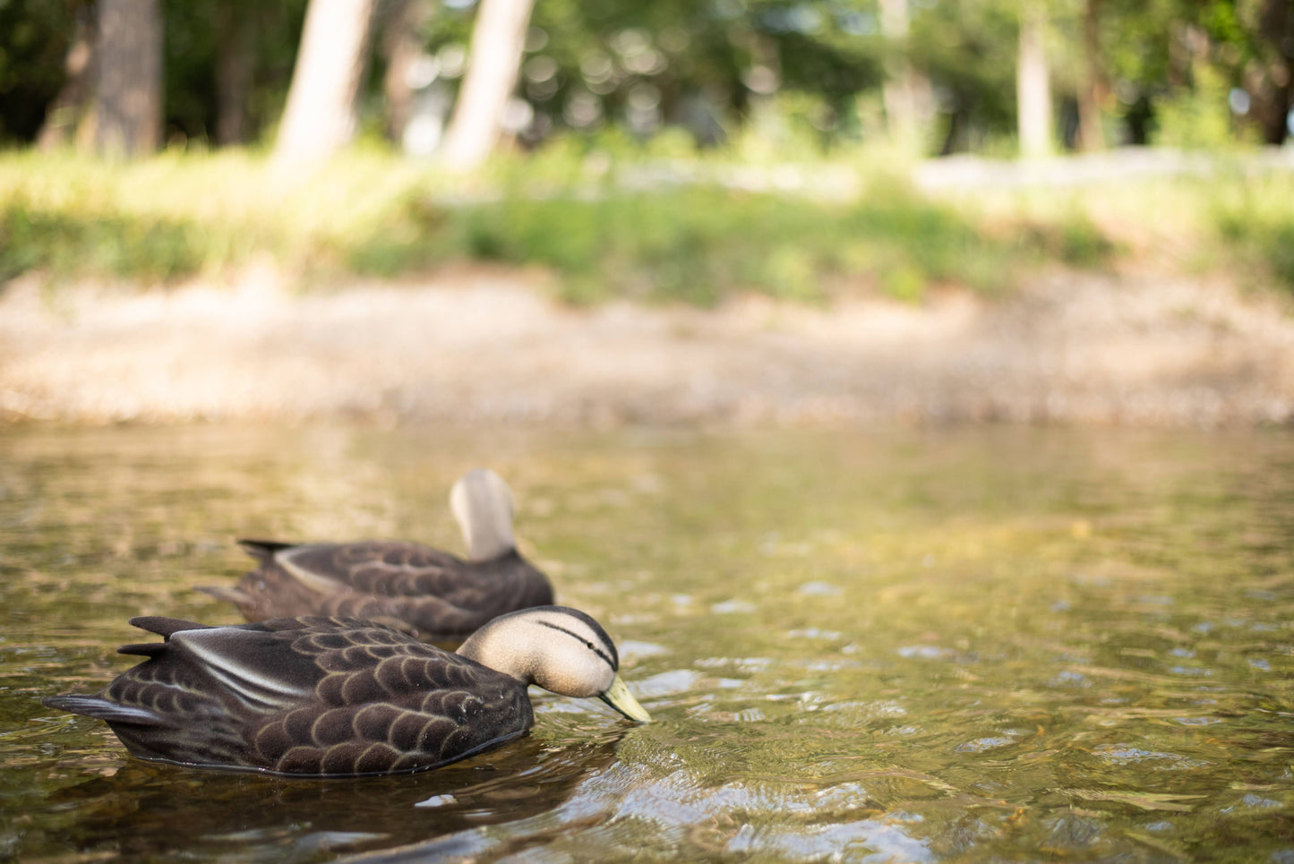 Fully Flocked Black Duck Decoys
