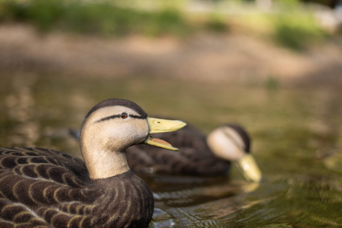 Fully Flocked Black Duck Decoys