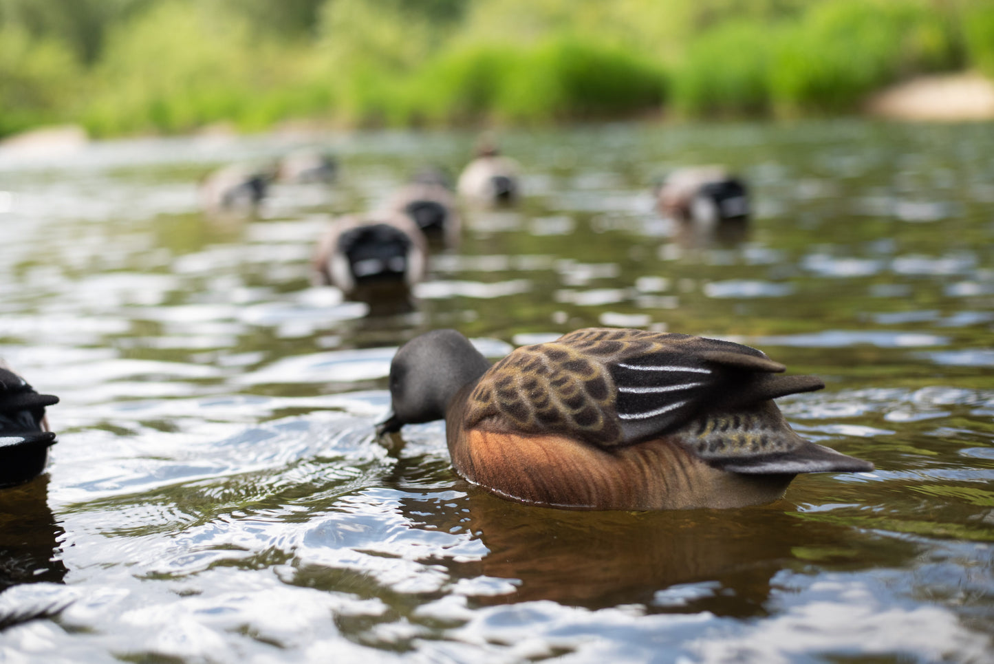 4 pack - Fully Flocked Wigeon Decoys